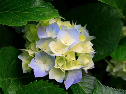 ჩემი სლაიდშოუ