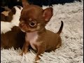 Chocolate chips Micro Chihuahua