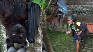 Nenek Bungkuk Pemelihara Kelelawar Besar di Kaki Gunung Batukaru, Tabanan Bali