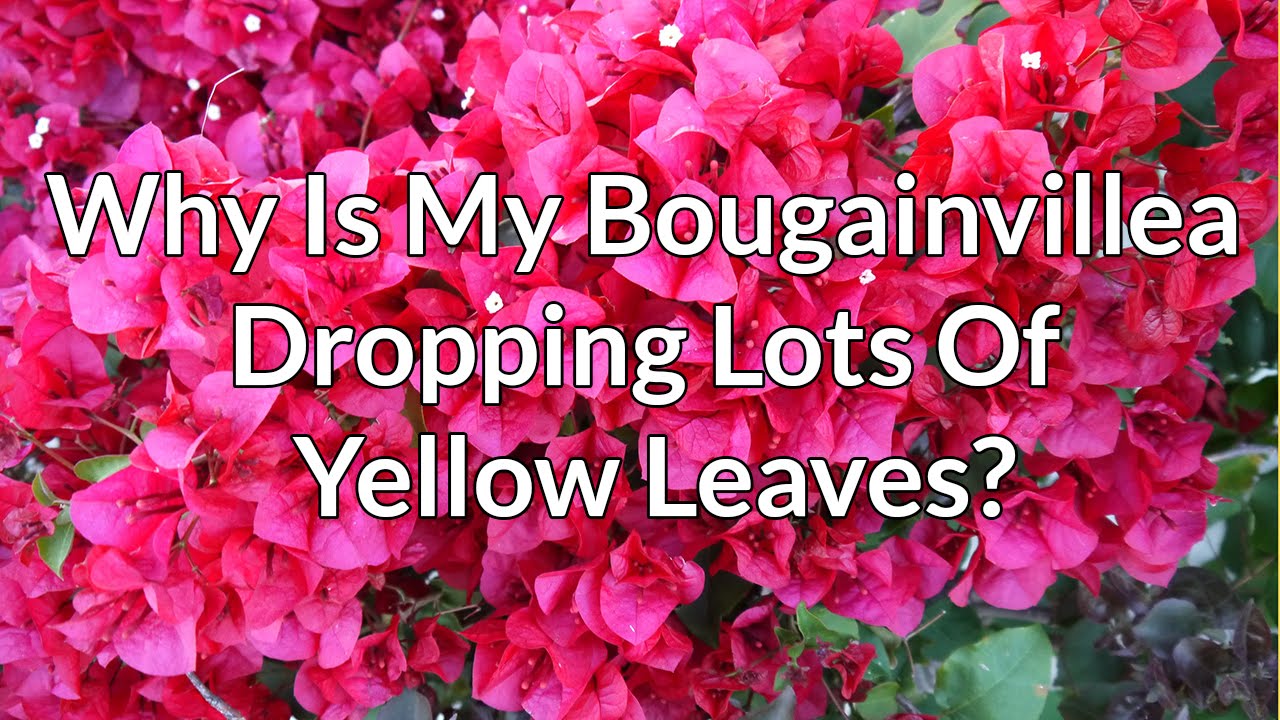 Why Is My Bougainvillea Dropping Lots Of Yellow Leaves You Why Is My Bougainvillea Dropping Lots Of Yellow Leaves