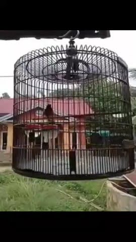 30 detik saja! murai batu pasti ikut gacor
