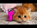 Best Funny Dogs And Cats Videos 😅 - Funniest Animals Videos 2023😇 Alphabet Lore in Real Life