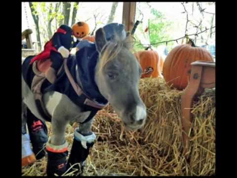 Roozer Brewz - A Miniature Horse Against ALL odds.