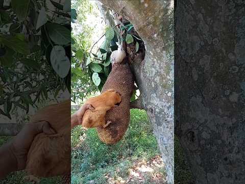 It Was Normal at First, But 10 Seconds Later Everything Changed! #nature #shortvideo #viral #fyp thumbnail