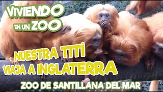 Nuestra Tití vuela a Inglaterra