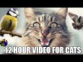 12 Hour Hypnotizing Video For Cats Version 2 - Birdsong  - Birds Driving Cats Crazy !