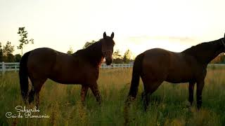 Horses beautiful in the morning !! Cai frumosi la rasarit, o plimbare de dimineata