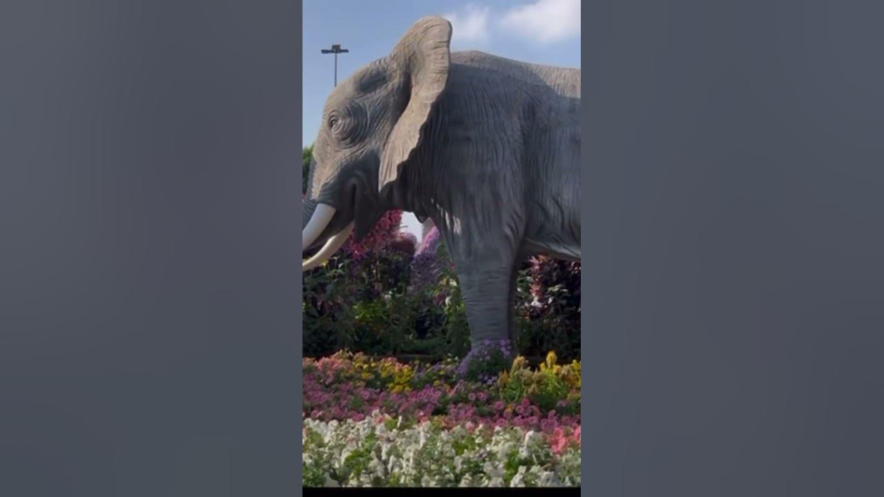 Mirical garden Dubai #traveldubai #dubai #luxury #youtubeshorts YouTube