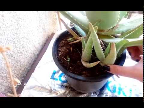 فيديو: نباتات Echinocereus Ladyfinger: تعلم كيفية زراعة نباتات صبار Ladyfinger