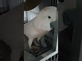 MOIMOI is playing#viral #highlights #trending #petlover #ytshort #parrot @NanethOFWMixvlog