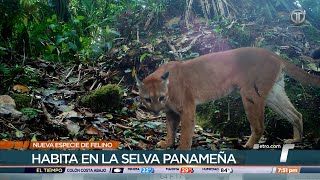 TR Verde: Nueva especie de felino descubierta en Panamá