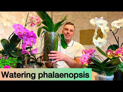 वीडियो: फूलदान में ऑर्किड की देखभाल