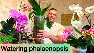 WATERING PHALAENOPSIS! It’s easy! Orchids in glass and regular pots.