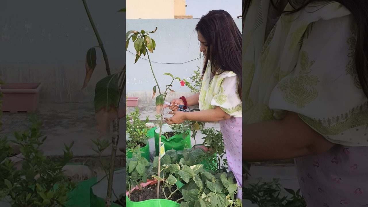 grafted paudhe me ye kaam jaroor karein 😊👍#gardening #garden #plants  #terracegardening #viral