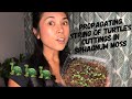 Propagating String of Turtles | Peperomia Prostrata Cuttings