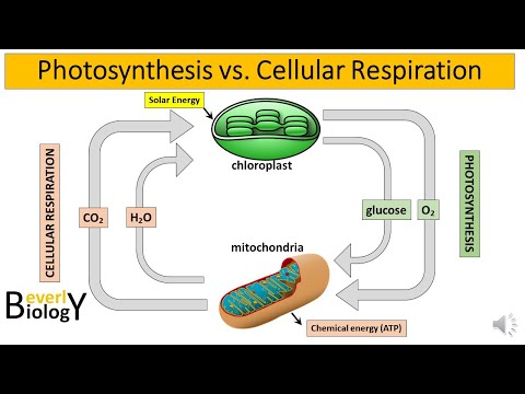 Видео: Фотосинтез ба эсийн амьсгалын аль алинд нь урвалд орох бодис болох хүчилтөрөгч шаардлагатай байдаг нь үнэн үү?