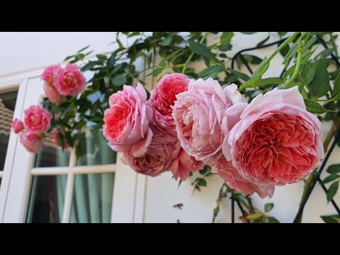 วีดีโอ: สเปรย์ดอกกุหลาบ: พันธุ์ดูแล