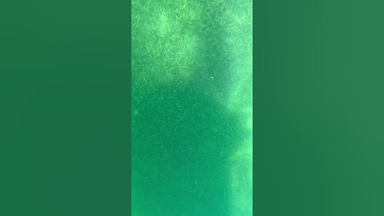 Underwater photography iphone 13 iphone photography videography 