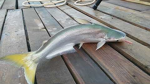 Câu cá ngày đầu nước rong | Cá Bông Lau lên lúc bình minh | Sông Nước Cần Giờ - Châu Huỳnh.