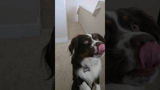 Dogs have favorite toys  #dog #doglover #dogvideos