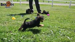 Friendly Yorkshire Terrier Puppies