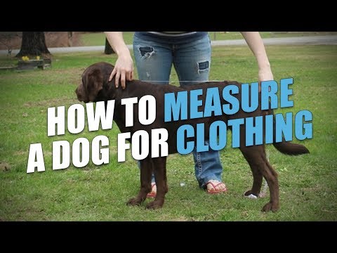 فيديو: ما هي مقاسات ملابس الكلاب