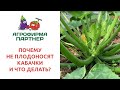 ПОЧЕМУ НЕ ПЛОДОНОСЯТ КАБАЧКИ И ЧТО ДЕЛАТЬ?