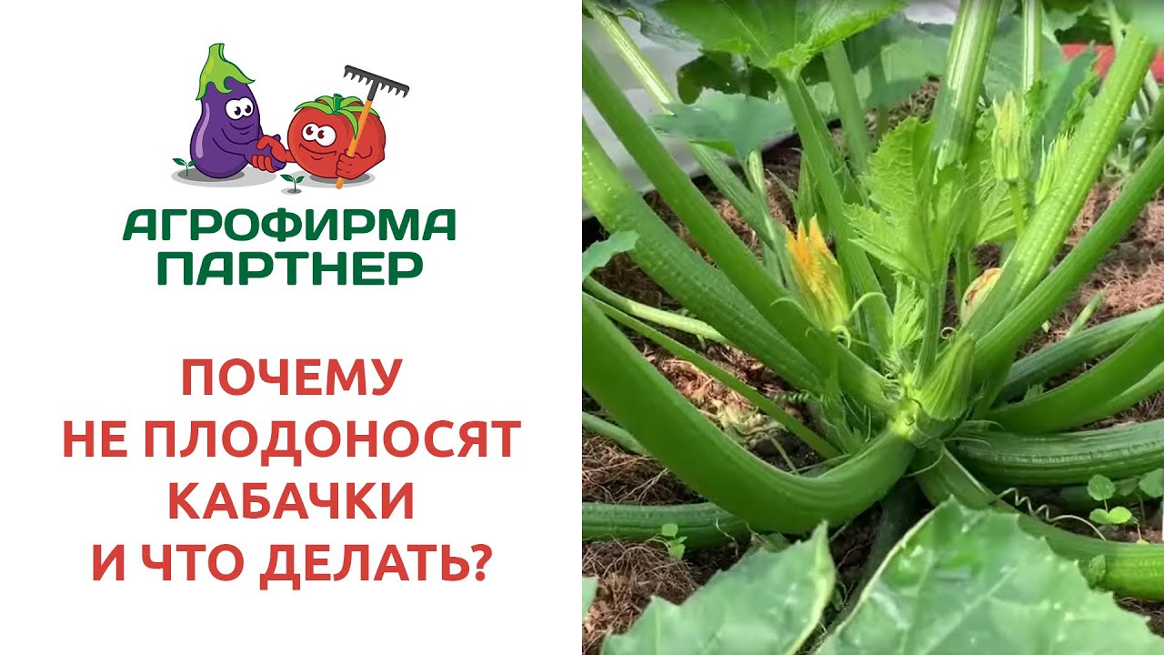 ПОЧЕМУ НЕ ПЛОДОНОСЯТ КАБАЧКИ И ЧТО ДЕЛАТЬ?