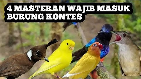 Empat Masteran wajib Untuk Burung Kontes Kicau Mania 