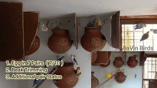 Fisher Pied - POT full of EGG's in 4 Weeks | African lovebirds | Breeding process| Tamil