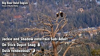 FOBBV CAM🦅Jackie & Shadow Entertain Sub-Adult On Stick Depot Snag🌲Dusk Rendezvous🌙2023-04-25