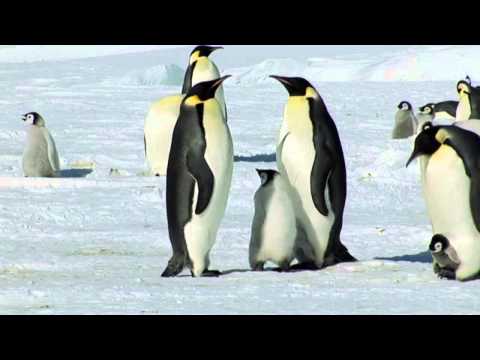 Video: Buashs Mystiske Kart Som Skildrer Antarktis Uten Is: Var Det En Sivilisasjon - Alternativ Visning