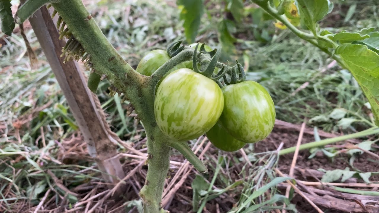 greentomato様⁂ About Green Doctors Cherry Tomatoes - YouTube