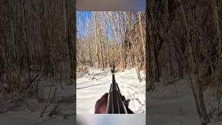 Тайна русского леса: встреча с диким кабаном#ДикаяПрирода #Кабан #РусскийЛес #ОхотаБезВыстрелов