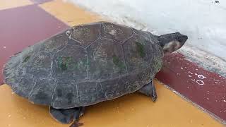 liberación de una tortuga del río magdalena ( podocnemis lewyana ) gracias a los pescadores
