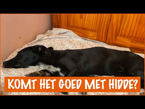 Video: Voormalige Shelter Cat heeft nieuwe eigenaar Cliffs omhoog geklommen!