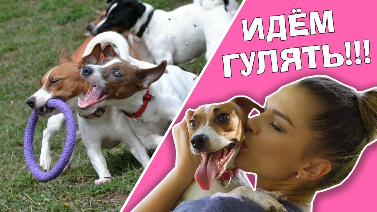 гулять с собакой в ​​парке