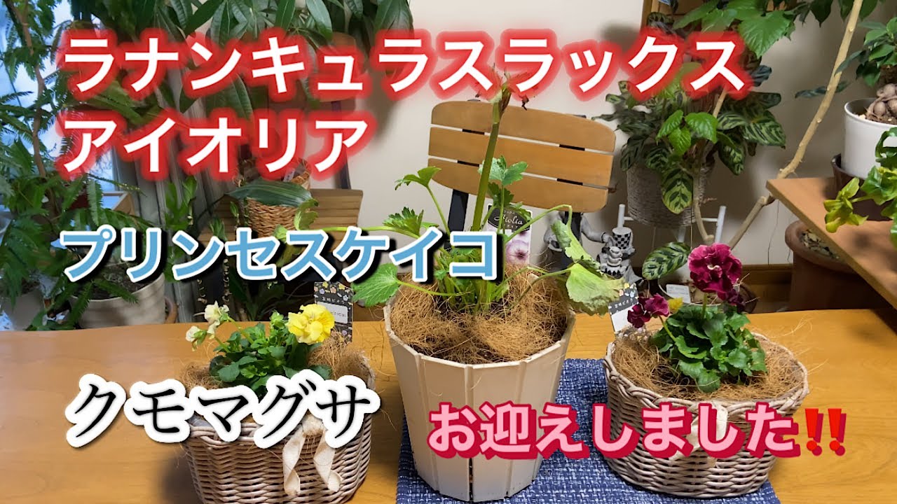 【プリンセスKEIKO、ラックスお迎え】クモマグサの寄せ植え