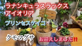 Princess Keiko and Lux ​​welcomed] Spiderwort flower arrangement