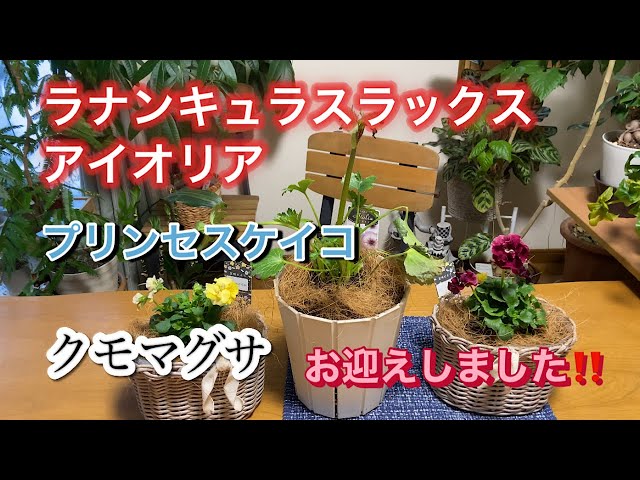 Princess Keiko and Lux ​​welcomed] Spiderwort flower arrangement