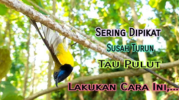 Trik Jitu Pikat Sogon Yang Sering Di pikat/Susah Turun