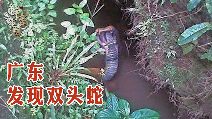 广东山里发现双头蛇，样貌恐怖有头无尾，皮肤含有剧毒，碰到即死！附近村民也不敢进山【绿野中国】 - 天天要闻