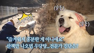 전문가도 질질...평생 마당개로 살아온 사모예드가 행동교육 받던 날 | 호두 EP.2 by 개st하우스 - 사연 있는 유기동물 채널 3,359 views 5 months ago 7 minutes, 41 seconds