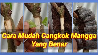 Cara Cangkok Mangga Yang Benar, Mudah dan Praktis