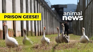 Geese take over guard dog duties at prison in Brazil | CBC Kids News
