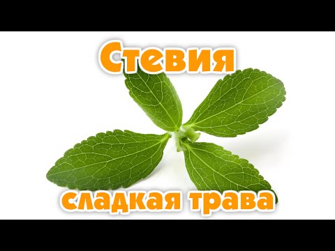 Бейне: Стевия (Stevia) - мәдени ерекшеліктер, табиғатты қорғауда қолдану