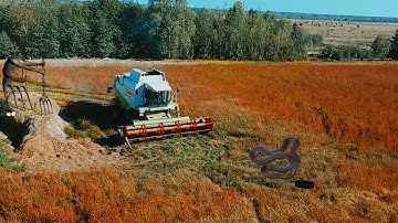 Exploring Buckwheat Farming: Harvest Techniques in 2023