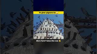 Egypt ke Desert me bana Pigeon Tower 🐦 | Free Housing + Food Factory 🤯#facts #shorts #science