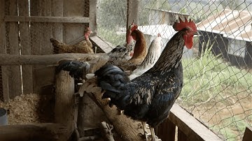 Shamba Shape Up Sn 11 - Ep 11: Kienyeji Chicken (Swahili)