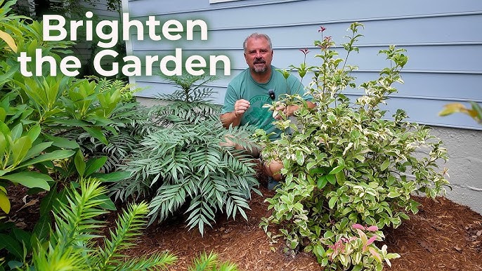 Planting Evergreen Foundation Shrubs: Essential Tips for Lasting Beauty